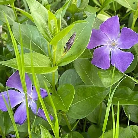 Aeblehuset- Landhus Med Fred&ro Lige Ved Gadekaeret Σπίτι διακοπών *