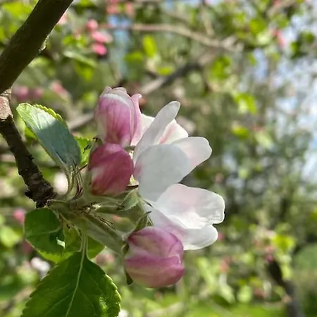 Aeblehuset- Landhus Med Fred&ro Lige Ved Gadekaeret *
